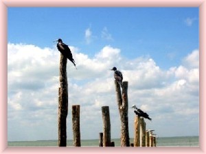 Holbox Island  photos of birds on stakes