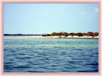 view of  isla holbox birds from look out tower