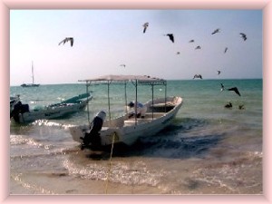 Holbox fish and birds by the shore