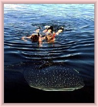 Holbox Whale Sharks