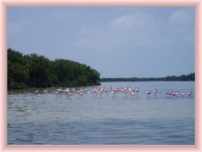 Isla Holbox photo pink flamingos