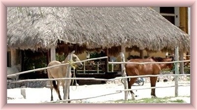 Holbox island horseback riding photo