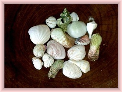 Holbox  island sea shells