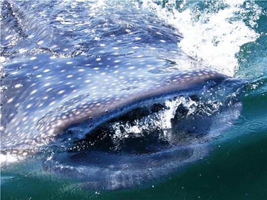 Holbox Whale Shark Tours