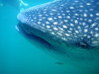 Holbox Whale Shark Tours